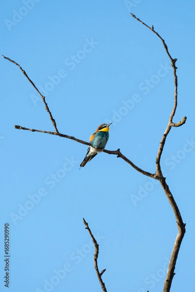 Fototapeta A striking bee-eater bird with green, yellow, and reddish-brown plumage perches on a leafy branch beneath a clear blue sky.