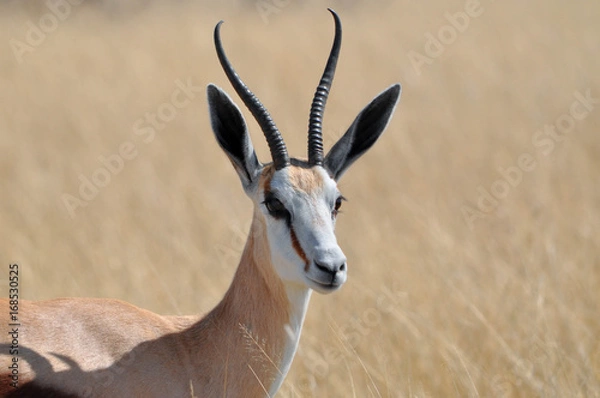 Fototapeta afrykańska przyroda