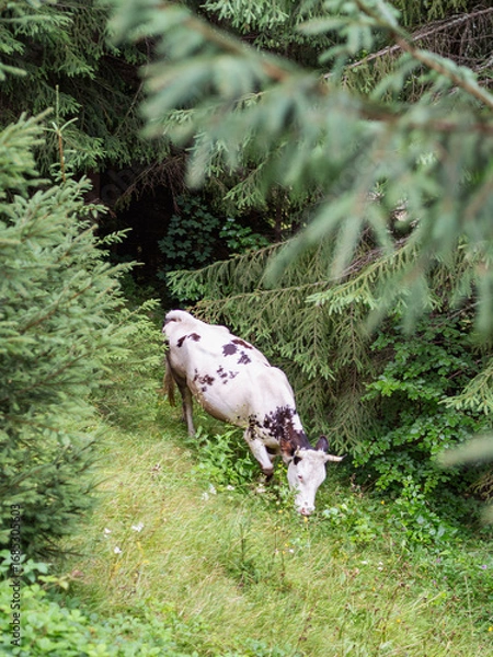 Fototapeta White cow with brown spots grazing on a meadow in a pine forest.