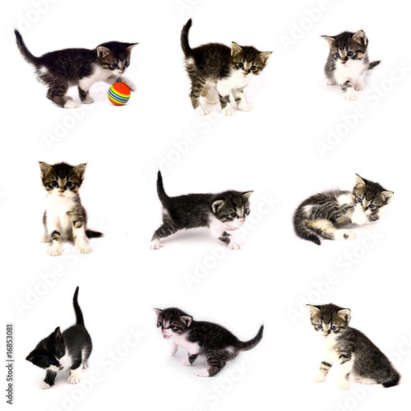 Fototapeta collection of small cats isolated in white background