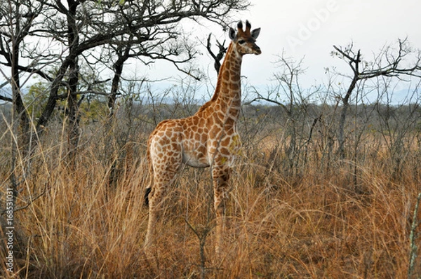 Fototapeta giraffe