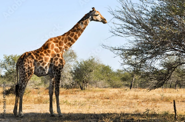 Fototapeta giraffe