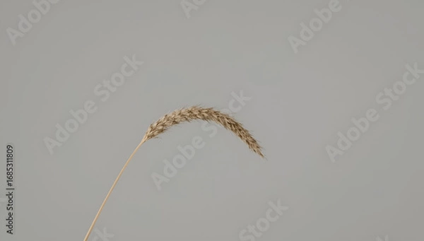 Fototapeta Single Wheat Stem on Neutral Background for Nature Still Life