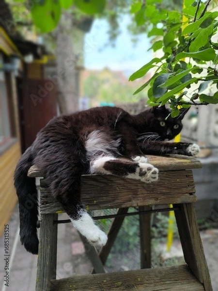 Fototapeta Contented Feline Black and White Cat Relaxing on a Wooden Ladder in a Verdant Garden