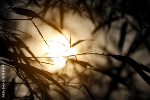 Fototapeta Misty dawn light filtering through bamboo leaves