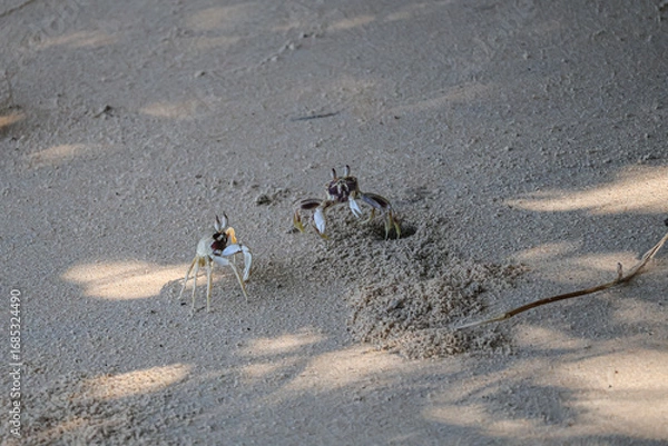 Fototapeta Crab defends its burrow from rival intruder on sandy shore