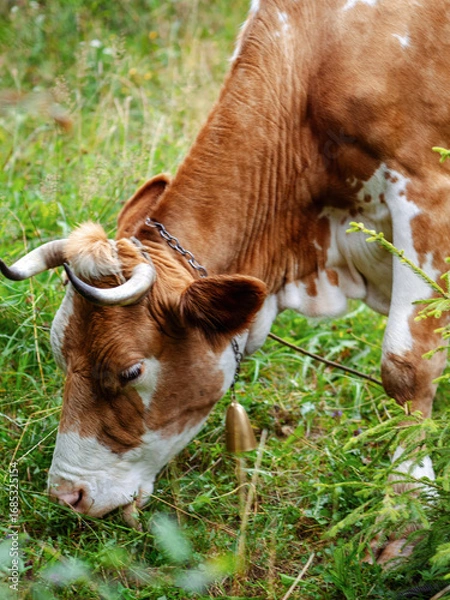 Fototapeta Portrait of a brown cow with bell chewing green grass in a meadow.