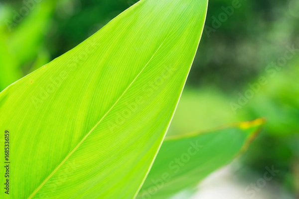 Fototapeta Closeup nature view of green leaf on sunlight using as background and fresh ecology wallpaper concept