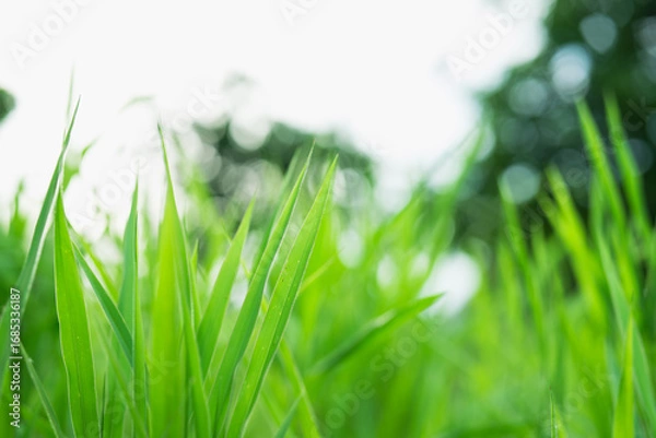 Fototapeta Closeup nature view of green leaf on sunlight using as background and fresh ecology wallpaper concept