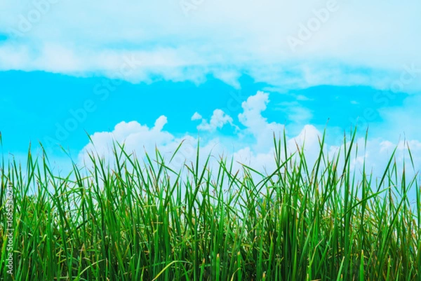 Fototapeta Closeup nature view of green leaf on blue sky background using as background and fresh ecology wallpaper concept