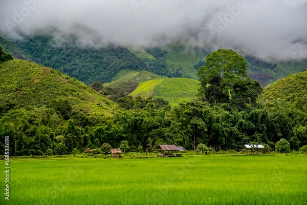 Fototapeta Beautiful green rice field and hut in village with foggy mountain background. Greenery rice field landscape in Saphan village, Nan, Thailand