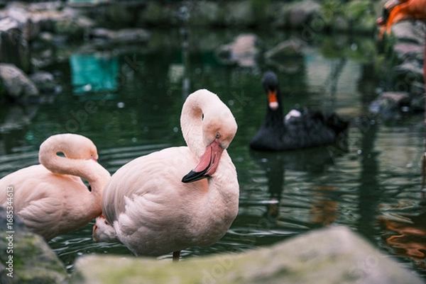 Fototapeta 【#動物園】フラミンゴ