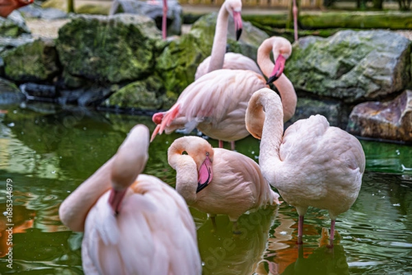 Fototapeta 【#動物園】フラミンゴ