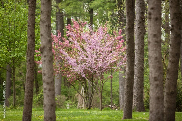 Fototapeta Flowering Dogwood and Redbud Trees in a Pine Forest Horizontal