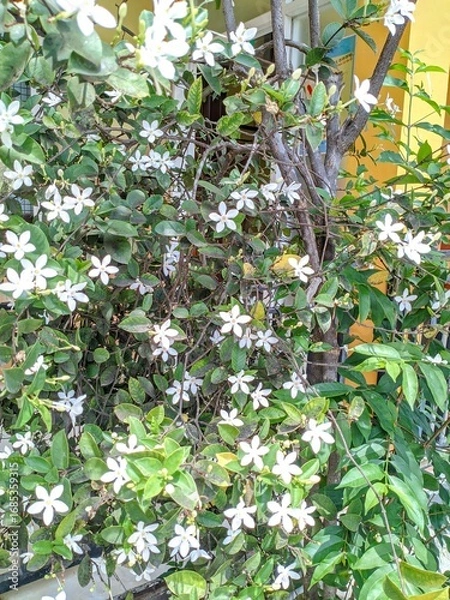Fototapeta Close-up of blooming jasmine flowers with delicate white petals and lush green leaves in natural sunlight. Fragrant blossoms on a dense shrub create a fresh, serene garden scene.