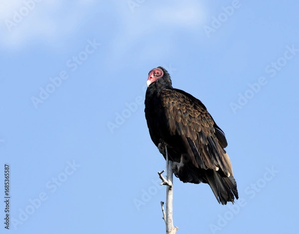 Obraz turkey vulture