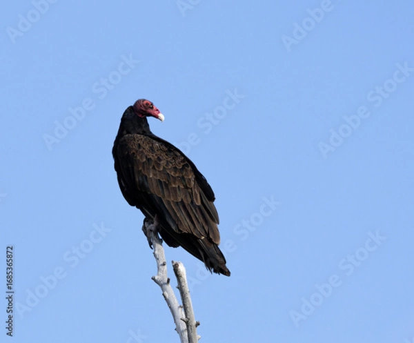 Obraz vulture in the wild