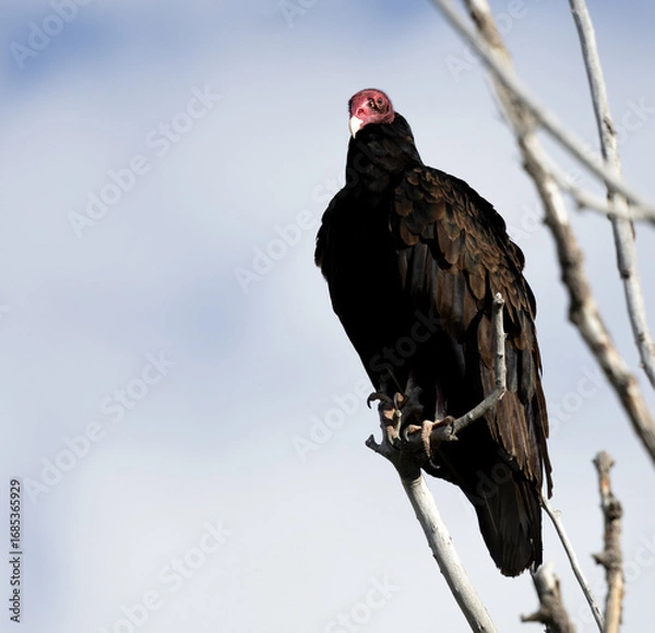 Obraz turkey vulture