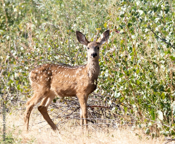 Obraz fawn, deer