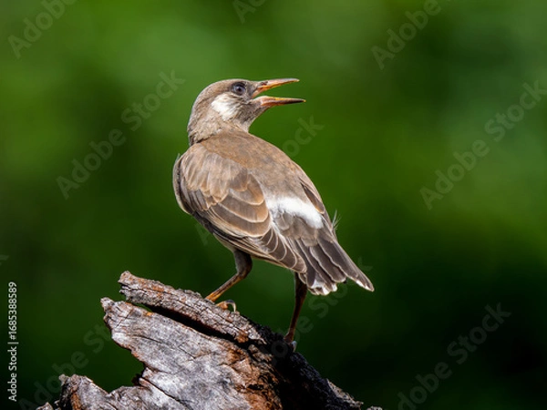 Fototapeta 木にとまるムクドリ