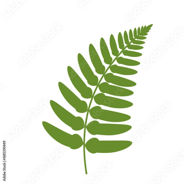 Fototapeta A single vibrant green fern frond with delicate leaflets elegantly unfurling against a clean white background