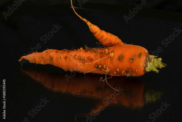 Fototapeta Möhre