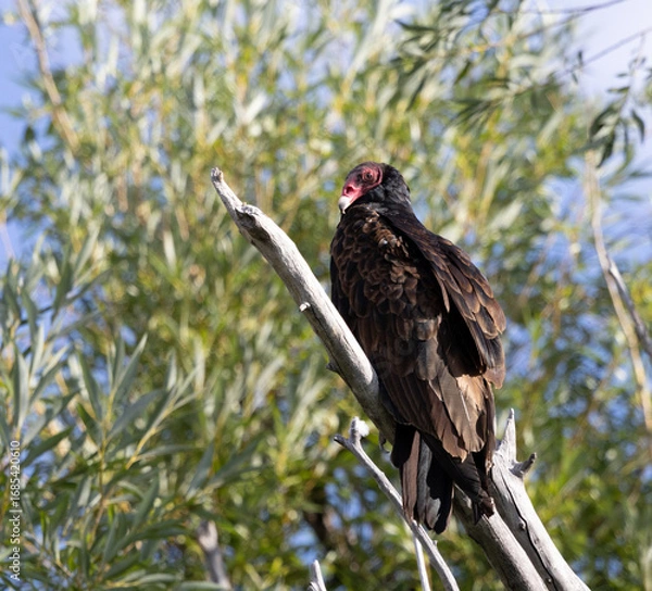 Obraz turkey vulture