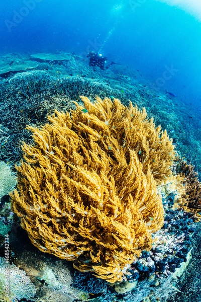 Fototapeta Soft coral and diver on background