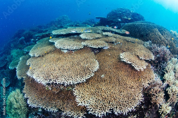 Fototapeta Hard table corals reefscape