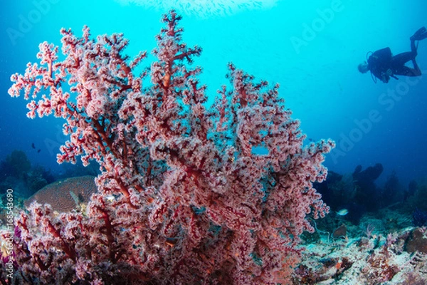 Fototapeta Red soft coral