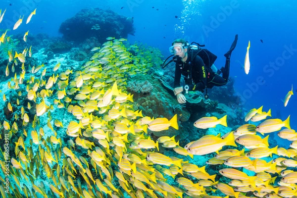 Fototapeta Diver and yellow snapper
