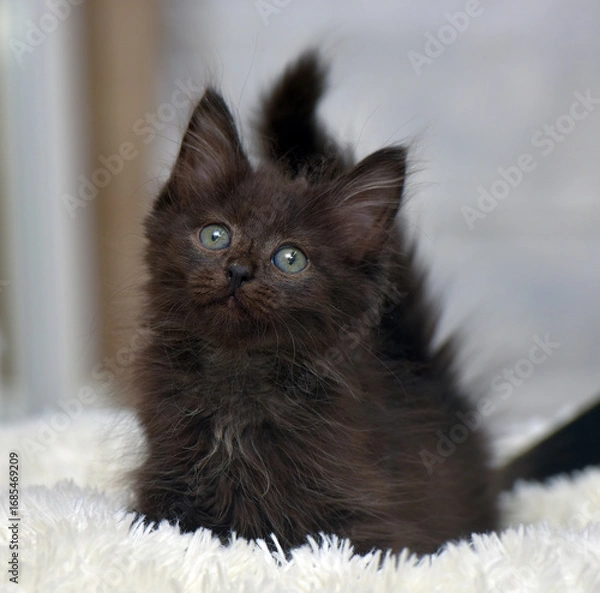 Fototapeta fluffy black kitten with green eyes sitting on a soft white rug. His gaze is directed upwards, creating a touching and slightly curious expression.  
