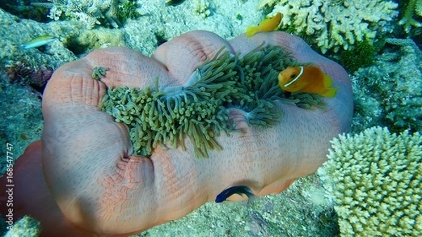 Obraz Nemo Imposters