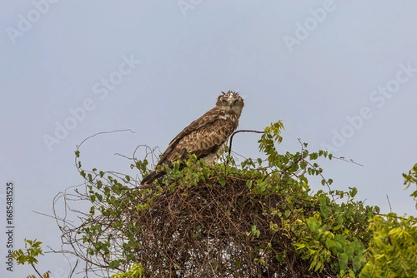 Obraz Short-toed snake eagle (Circaetus gallicus) at Baramati, Bhigwan, Maharashtra, India