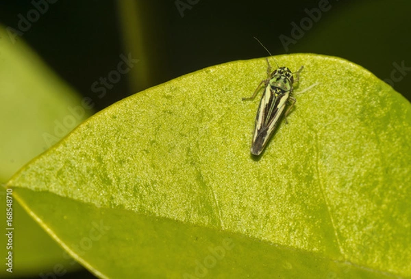 Obraz Leafhopper on Leaf