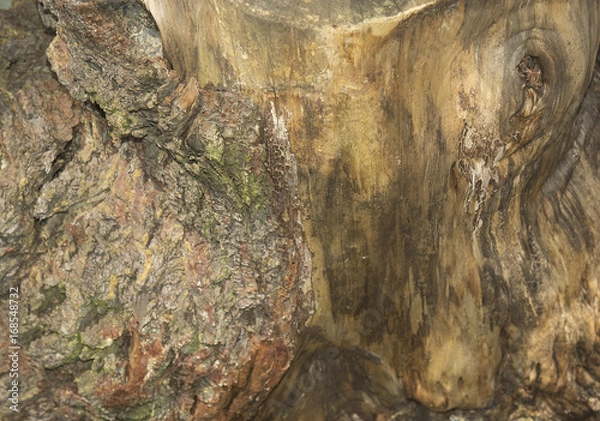 Obraz Old tree texture