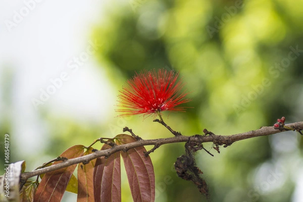 Obraz Mohican red flower