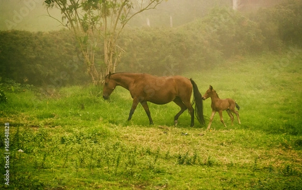 Obraz Mother and son Horses