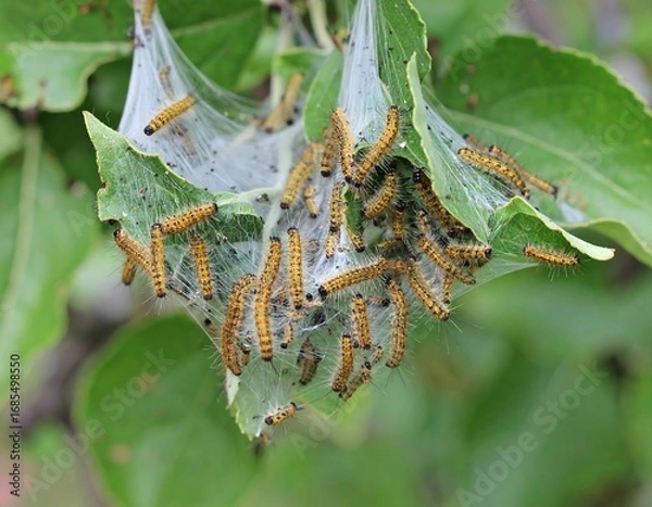 Obraz Caterpillars in a protective web on a leaf