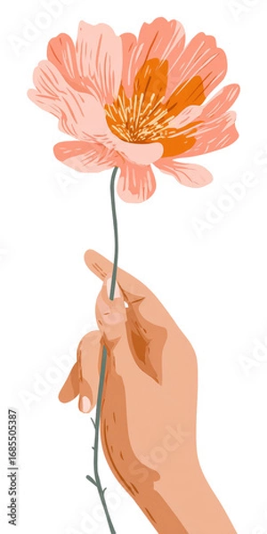 Fototapeta A hand holds a delicate, peach-and-orange poppy
