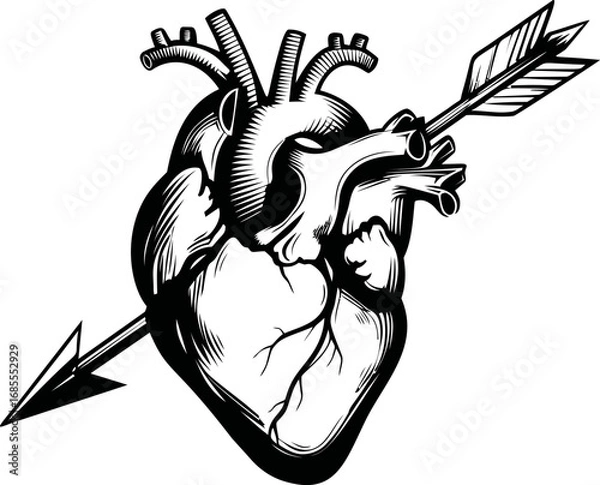 Fototapeta Illustration of an anatomical heart pierced by an arrow in black and white. Vector illustration