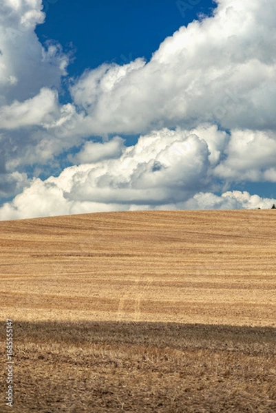 Obraz Pole po żniwach