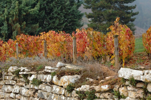 Fototapeta vigne en automne