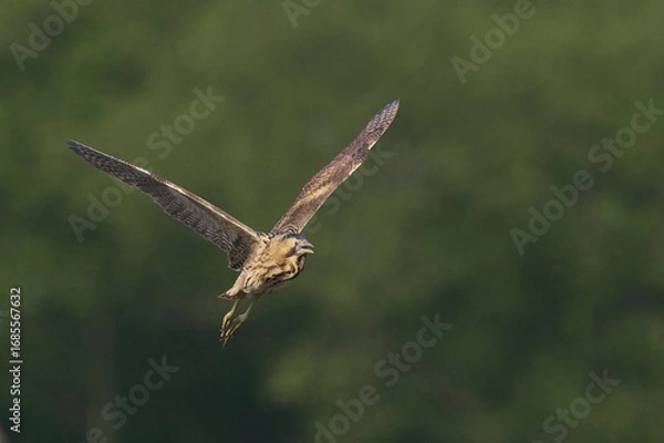 Fototapeta Bittern (Botaurus Stellaris) flying over the reedbeds of the Somerset Levels in Somerset, United Kingdom.