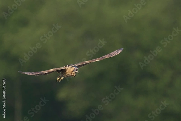 Fototapeta Bittern (Botaurus Stellaris) flying over the reedbeds of the Somerset Levels in Somerset, United Kingdom.