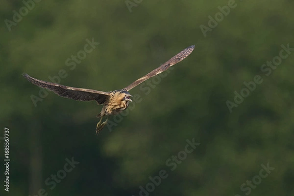 Fototapeta Bittern (Botaurus Stellaris) flying over the reedbeds of the Somerset Levels in Somerset, United Kingdom.