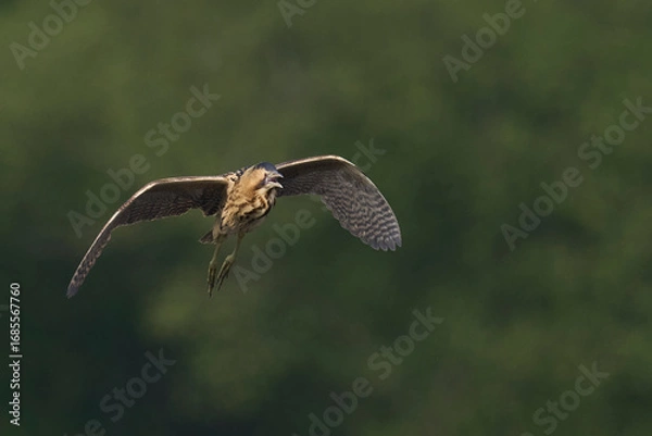 Fototapeta Bittern (Botaurus Stellaris) flying over the reedbeds of the Somerset Levels in Somerset, United Kingdom.
