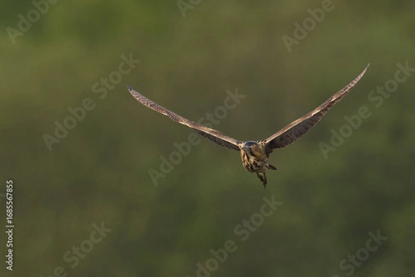 Fototapeta Bittern (Botaurus Stellaris) flying over the reedbeds of the Somerset Levels in Somerset, United Kingdom.