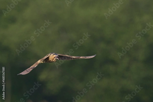 Fototapeta Bittern (Botaurus Stellaris) flying over the reedbeds of the Somerset Levels in Somerset, United Kingdom.