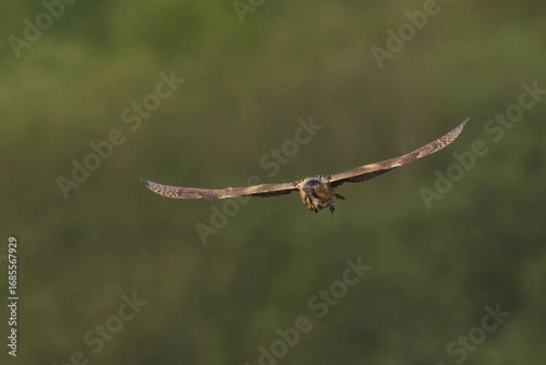 Fototapeta Bittern (Botaurus Stellaris) flying over the reedbeds of the Somerset Levels in Somerset, United Kingdom.